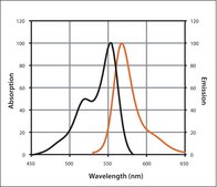 Mix-n-Stain&#8482; CF&#8482; 555 Antibody Labeling Kit (5-20&#956;g)