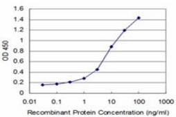 Monoclonal Anti-FOXF2 antibody produced in mouse clone 2F5, purified immunoglobulin, buffered aqueous solution