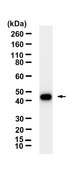 Anti-AHNAK Antibody, clone 1H6 ZooMAb&#174; Rabbit Monoclonal recombinant, expressed in HEK 293 cells