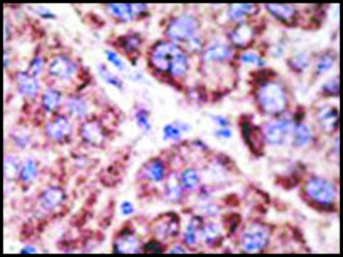 Anti-Mouse Tlr5 (C-term) antibody produced in rabbit IgG fraction of antiserum, buffered aqueous solution