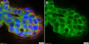Anti-GPX1 Antibody, clone 1J19 ZooMAb&#174; Rabbit Monoclonal recombinant, expressed in HEK 293 cells