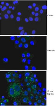Anti-BNIP3 Antibody from rabbit, purified by affinity chromatography