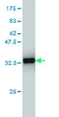 Monoclonal Anti-CX3CR1 antibody produced in mouse clone 2B11, purified immunoglobulin, buffered aqueous solution
