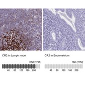 Anti-CR2 antibody produced in rabbit Prestige Antibodies&#174; Powered by Atlas Antibodies, affinity isolated antibody, buffered aqueous glycerol solution