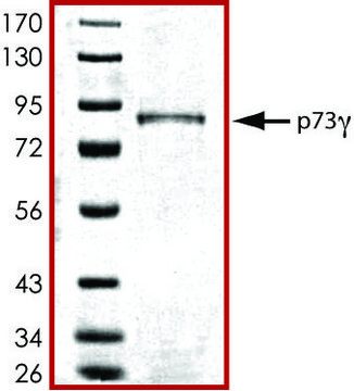 P73g, GST tagged human recombinant, expressed in baculovirus infected Sf9 cells, &#8805;70% (SDS-PAGE), buffered aqueous glycerol solution