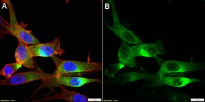 Anti-BASP1/NAP-22 Antibody, clone 2C11 ZooMAb&#174; Rabbit Monoclonal recombinant, expressed in HEK 293 cells