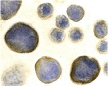 Anti-CXCR4 antibody produced in rabbit affinity isolated antibody