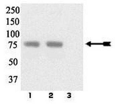 Anti-phospho-LIMK 1/2 (Tyr507/Thr508) Antibody Upstate&#174;, from rabbit