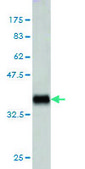 Monoclonal Anti-TNFSF14 antibody produced in mouse clone 4E3, purified immunoglobulin, buffered aqueous solution