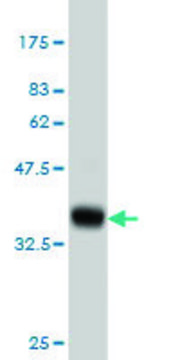 ANTI-CACNB2 antibody produced in mouse clone 5B6, purified immunoglobulin, buffered aqueous solution