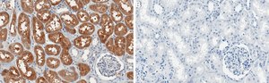 Anti-Cdc42 Antibody, clone 2D16 ZooMAb&#174; Rabbit Monoclonal recombinant, expressed in HEK 293 cells
