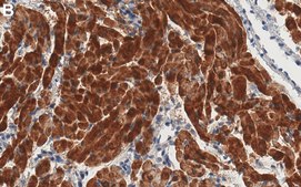 Anti-Sarcolipin Antibody, clone 1E10 ZooMAb&#174; Rabbit Monoclonal recombinant, expressed in HEK 293 cells