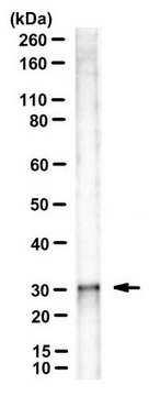 Anti-Bin3 Antibody, clone 3A4 clone 3A4, from mouse