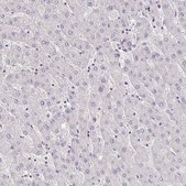 Anti-HBEGF antibody produced in rabbit Prestige Antibodies&#174; Powered by Atlas Antibodies, affinity isolated antibody, buffered aqueous glycerol solution