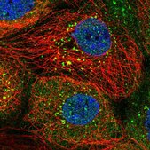 Anti-SNX8 antibody produced in rabbit Prestige Antibodies&#174; Powered by Atlas Antibodies, affinity isolated antibody, buffered aqueous glycerol solution