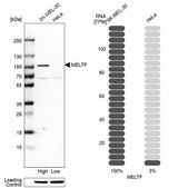 Anti-MELTF antibody produced in rabbit Prestige Antibodies&#174; Powered by Atlas Antibodies, affinity isolated antibody, buffered aqueous glycerol solution