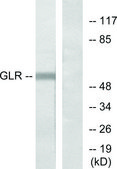 Anti-GLR antibody produced in rabbit affinity isolated antibody