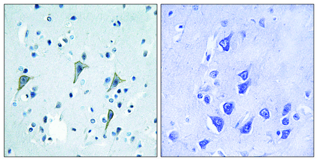 Anti-GPR85 antibody produced in rabbit affinity isolated antibody