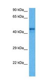 Anti-REN antibody produced in rabbit IgG fraction of antiserum