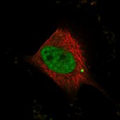 Anti-WBP4 antibody produced in rabbit Prestige Antibodies&#174; Powered by Atlas Antibodies, affinity isolated antibody, buffered aqueous glycerol solution