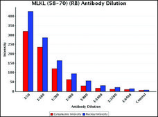 抗 MLKL (58-70) 兔抗 IgG fraction of antiserum, buffered aqueous solution