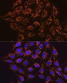 Anti-IDH2 antibody produced in rabbit