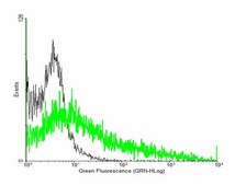 Anti-IFNGR2 antibody produced in mouse purified immunoglobulin, buffered aqueous solution
