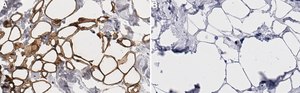 Anti-Perilipin-1 Antibody, clone 1G23 ZooMAb&#174; Rabbit Monoclonal recombinant, expressed in HEK 293 cells