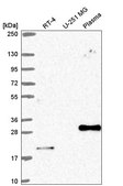Anti-CEBPB antibody produced in rabbit Prestige Antibodies&#174; Powered by Atlas Antibodies, affinity isolated antibody