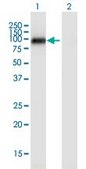 Monoclonal Anti-NUAK2 antibody produced in mouse clone 2F9, purified immunoglobulin, buffered aqueous solution