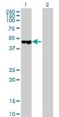 Anti-PCYT2 antibody produced in mouse purified immunoglobulin, buffered aqueous solution
