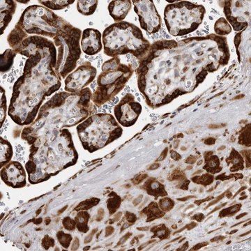 Anti-ALPK2 antibody produced in rabbit Prestige Antibodies&#174; Powered by Atlas Antibodies, affinity isolated antibody, buffered aqueous glycerol solution, ab3