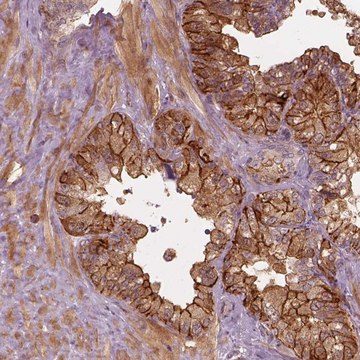 Anti-FAM107B antibody produced in rabbit Prestige Antibodies&#174; Powered by Atlas Antibodies, affinity isolated antibody
