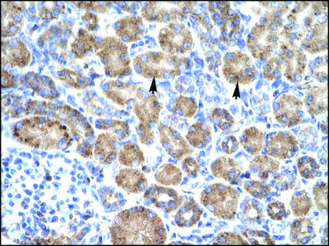 Anti-POU4F3 antibody produced in rabbit IgG fraction of antiserum