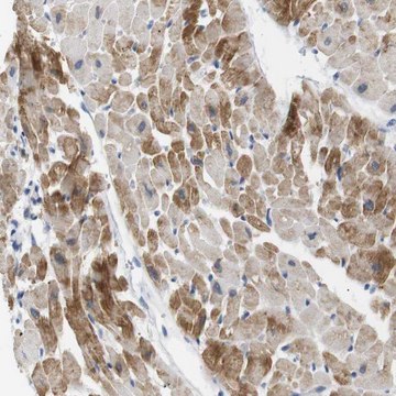 Anti-NEBL antibody produced in rabbit Prestige Antibodies&#174; Powered by Atlas Antibodies, affinity isolated antibody, buffered aqueous glycerol solution