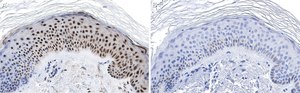 Anti-RXR-alpha Antibody, clone 2I8 ZooMAb&#174; Rabbit Monoclonal recombinant, expressed in HEK 293 cells