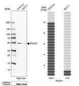 Anti-IFNLR1 antibody produced in rabbit Prestige Antibodies&#174; Powered by Atlas Antibodies, affinity isolated antibody, buffered aqueous glycerol solution