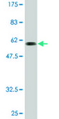 Monoclonal Anti-SNX11 antibody produced in mouse clone 2G1, purified immunoglobulin, buffered aqueous solution
