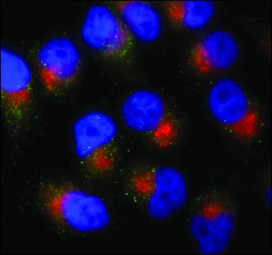 Anti-PMP70&#8722;Atto 488 antibody produced in rabbit 1.5-3&#160;mg/mL, affinity isolated antibody, buffered aqueous solution