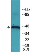 Anti-phospho-IRF-3 (pSer385) antibody produced in rabbit affinity isolated antibody