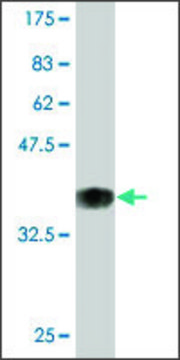 Monoclonal Anti-POU2F3 antibody produced in mouse clone 6D1, purified immunoglobulin, buffered aqueous solution