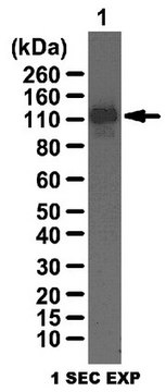 Anti-LSD1 Antibody from rabbit, purified by affinity chromatography