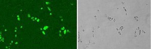 G-418 Solution solution, =98% (TLC), suitable for transfection