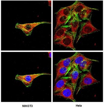 Anti-Cre Recombinase Antibody, clone 2D8 ascites fluid, clone 2D8, Chemicon&#174;