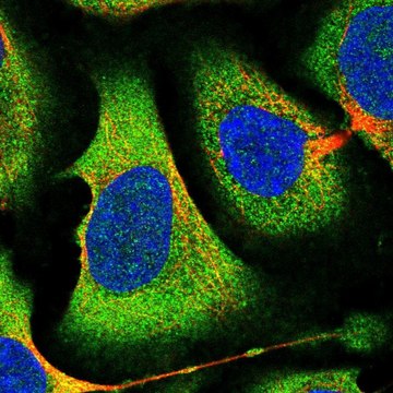 Anti-EIF2B1 antibody produced in rabbit Prestige Antibodies&#174; Powered by Atlas Antibodies, affinity isolated antibody