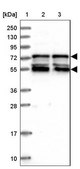 Anti-IRF2BP1 antibody produced in rabbit Prestige Antibodies&#174; Powered by Atlas Antibodies, affinity isolated antibody, buffered aqueous glycerol solution