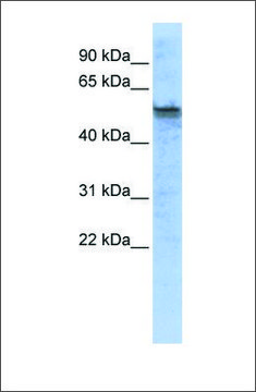 Anti-TPH2 antibody produced in rabbit affinity isolated antibody