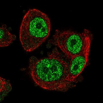 Anti-SCML1 antibody produced in rabbit Prestige Antibodies&#174; Powered by Atlas Antibodies, affinity isolated antibody