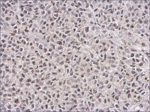 Monoclonal Anti-TET1 antibody produced in mouse clone GT1462, affinity isolated antibody, buffered aqueous solution