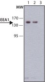 Anti-EEA1 antibody, Mouse monoclonal clone EEA1-N19, purified from hybridoma cell culture